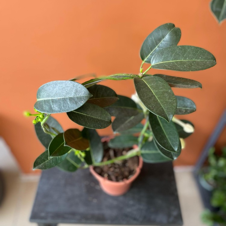stephanotis floribunda stefanotis bukietowy (1).jpg