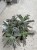 Kalanchoe tubiflora ŻYWORÓDKA wąskolistn (2).jpg