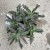 Kalanchoe tubiflora ŻYWORÓDKA wąskolistn (3).jpg