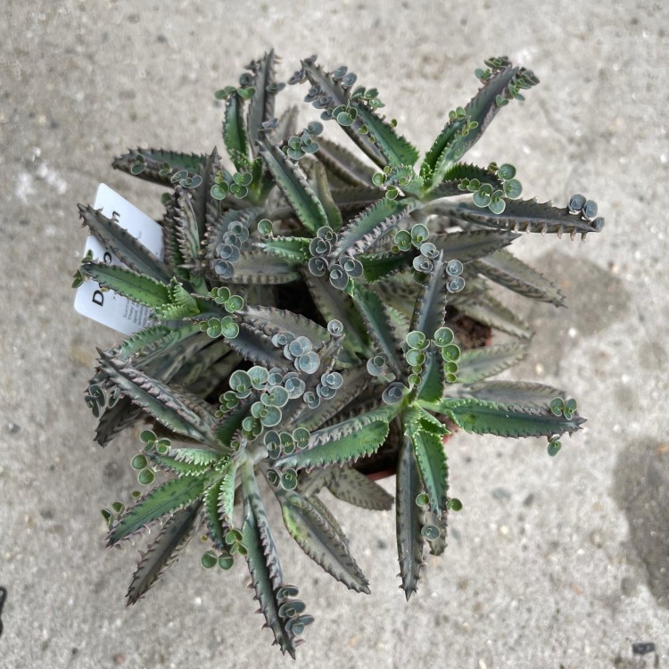 Kalanchoe tubiflora ŻYWORÓDKA wąskolistn (3).jpg
