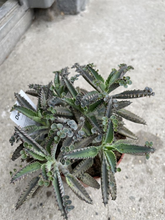 Kalanchoe tubiflora ŻYWORÓDKA wąskolistn (4).jpg