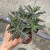 Kalanchoe tubiflora ŻYWORÓDKA wąskolistn (5).jpg