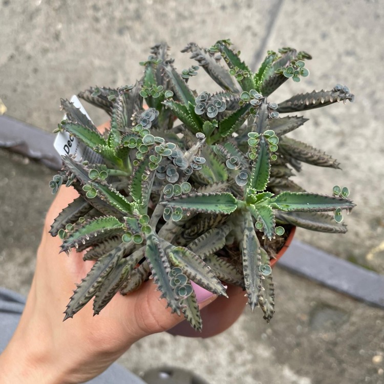 Kalanchoe tubiflora ŻYWORÓDKA wąskolistn (5).jpg