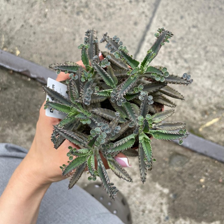 Kalanchoe tubiflora ŻYWORÓDKA wąskolistn (6).jpg