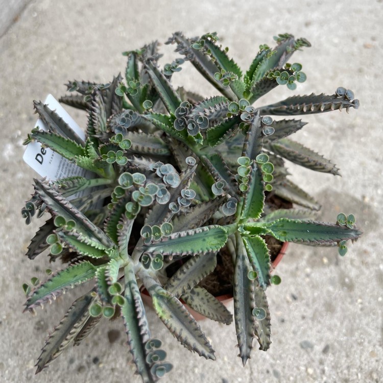 Kalanchoe tubiflora ŻYWORÓDKA wąskolistn (1).jpg