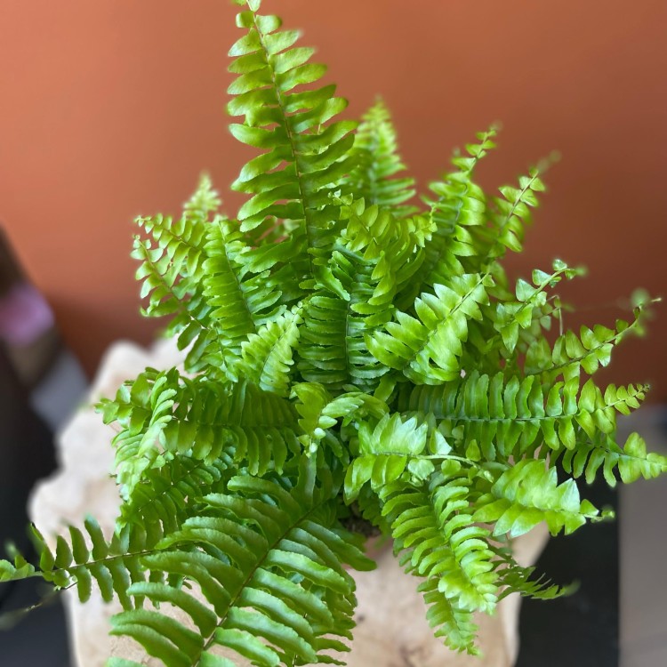 paproć nephrolepis exal. 'Boston BlueBell'  (4).jpg
