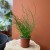 Juncus effusus 'Spiralis' Sit rozpierzchły spiralny (2).jpg