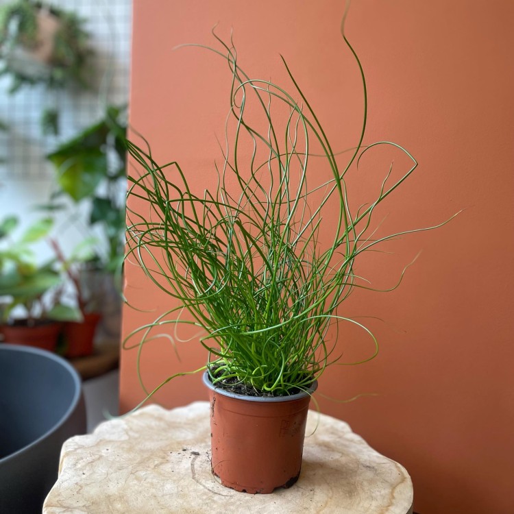 Juncus effusus 'Spiralis' Sit rozpierzchły spiralny (2).jpg