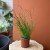 Juncus effusus 'Spiralis' Sit rozpierzchły spiralny (3).jpg