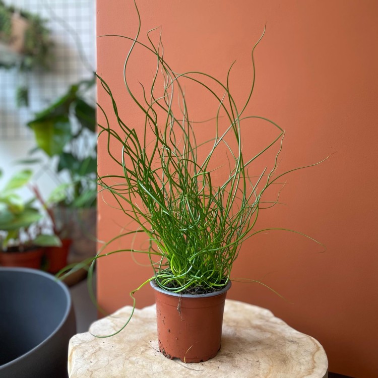 Juncus effusus 'Spiralis' Sit rozpierzchły spiralny (3).jpg