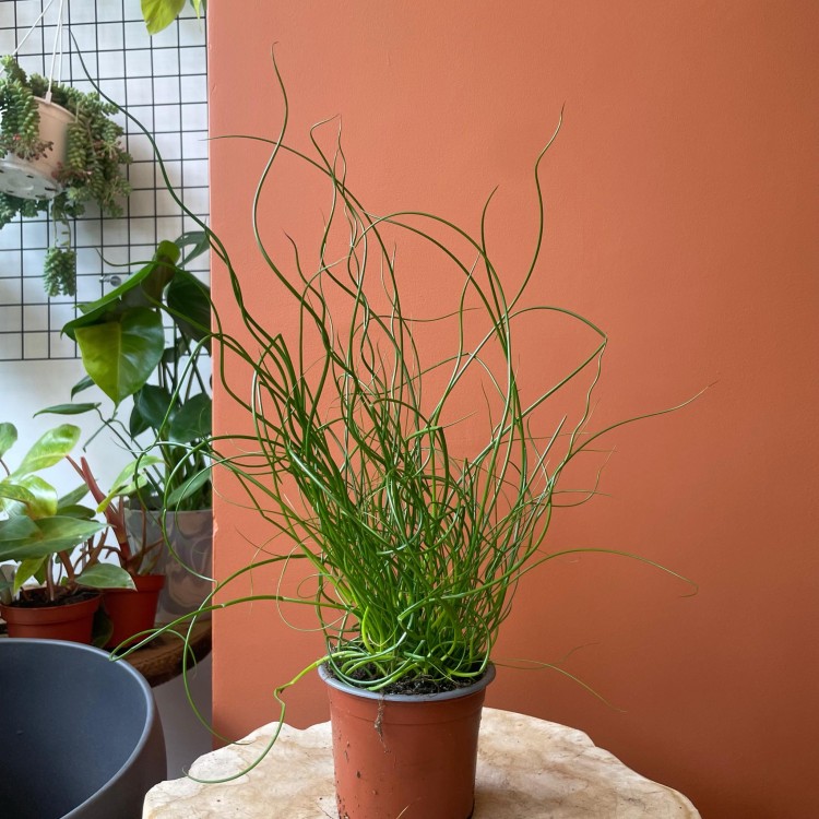 Juncus effusus 'Spiralis' Sit rozpierzchły spiralny (4).jpg