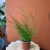 Juncus effusus 'Spiralis' Sit rozpierzchły spiralny (5).jpg
