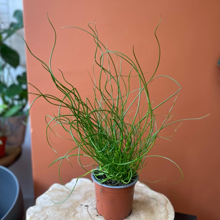 Juncus effusus 'Spiralis' Sit rozpierzchły spiralny (5).jpg