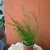 Juncus effusus 'Spiralis' Sit rozpierzchły spiralny (1).jpg