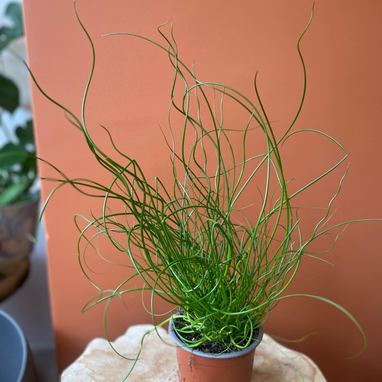 Juncus effusus 'Spiralis' Sit rozpierzchły spiralny (1).jpg