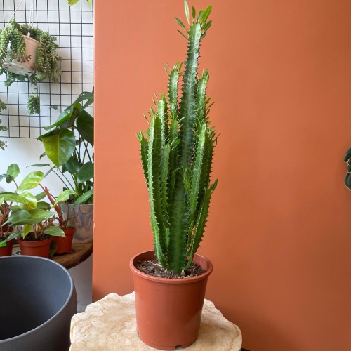 euphorbia trigona trójżebrowy  wilczomlecz ZIELONY (2).jpg