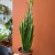 euphorbia trigona trójżebrowy  wilczomlecz ZIELONY (3).jpg