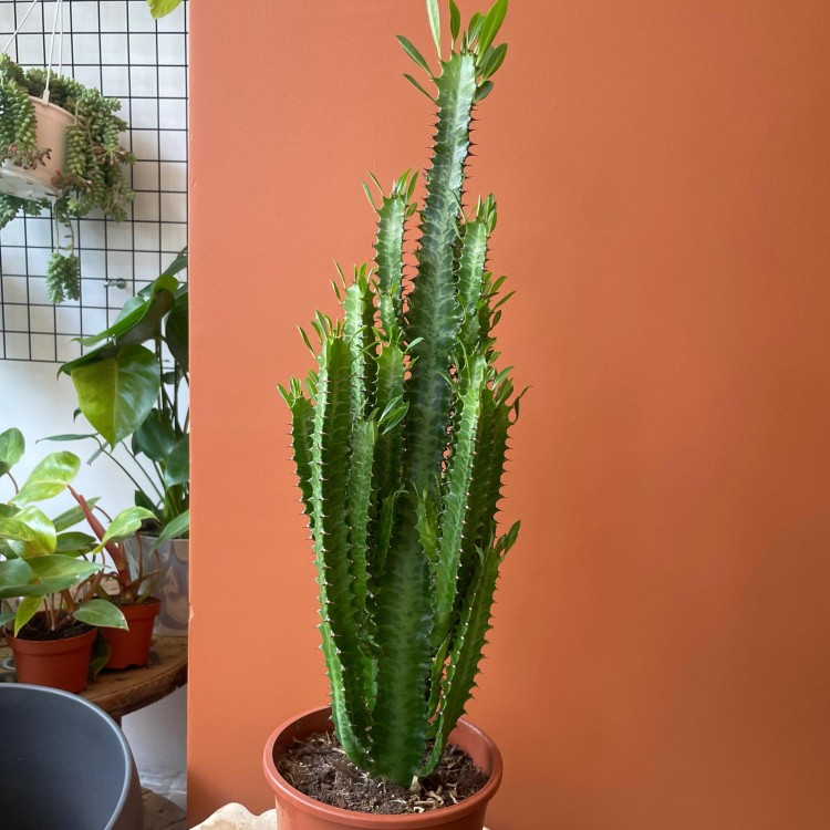 euphorbia trigona trójżebrowy  wilczomlecz ZIELONY (3).jpg