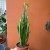 euphorbia trigona trójżebrowy  wilczomlecz ZIELONY (1).jpg