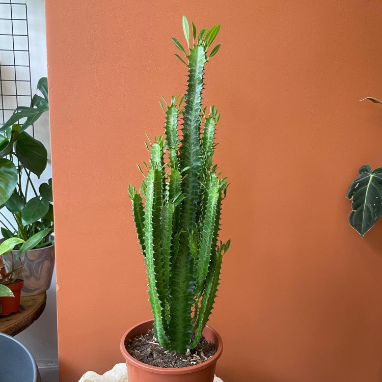 euphorbia trigona trójżebrowy  wilczomlecz ZIELONY (1).jpg