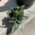 Sansevieria 'Star Ros (2).jpg