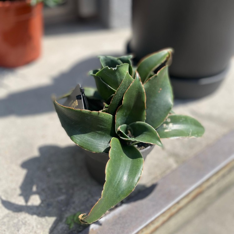 Sansevieria 'Star Ros (3).jpg