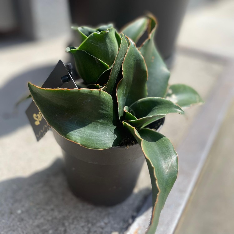 Sansevieria 'Star Ros (1).jpg