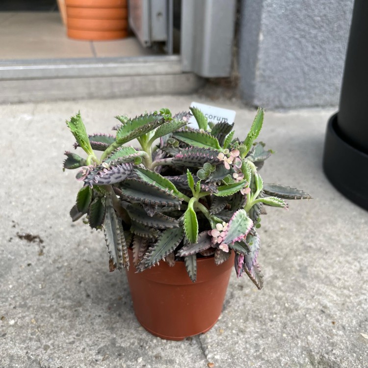 Kalanchoe tubiflora ŻYWORÓDKA wąskolistna (2).jpg