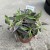 Kalanchoe tubiflora ŻYWORÓDKA wąskolistna (3).jpg