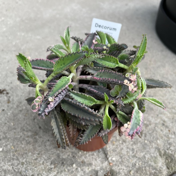 Kalanchoe tubiflora ŻYWORÓDKA wąskolistna (3).jpg