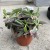 Kalanchoe tubiflora ŻYWORÓDKA wąskolistna (4).jpg