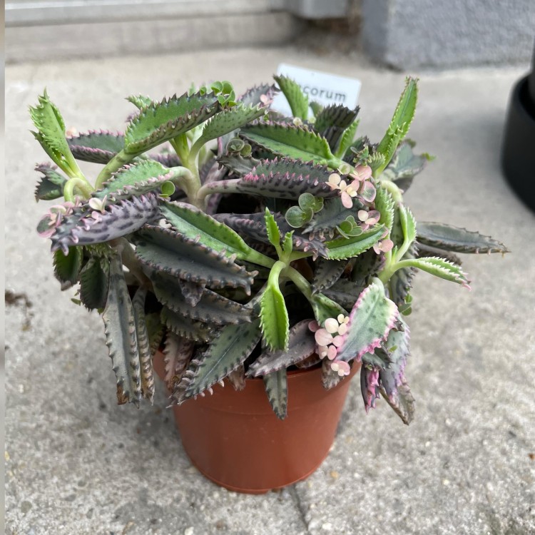 Kalanchoe tubiflora ŻYWORÓDKA wąskolistna (4).jpg