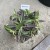 Kalanchoe tubiflora ŻYWORÓDKA wąskolistna (5).jpg