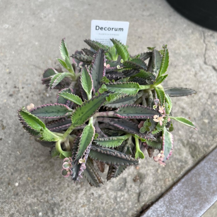 Kalanchoe tubiflora ŻYWORÓDKA wąskolistna (5).jpg