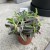 Kalanchoe tubiflora ŻYWORÓDKA wąskolistna (6).jpg