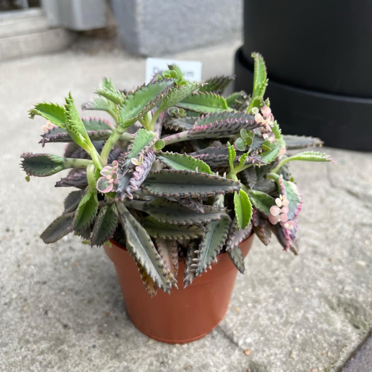 Kalanchoe tubiflora ŻYWORÓDKA wąskolistna (1).jpg
