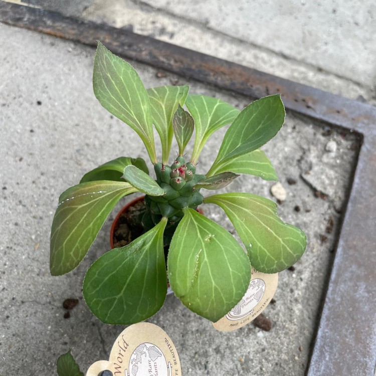 Euphorbia ritchiei wilczomlecz (1).jpg