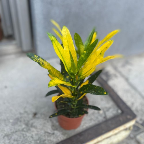 kroton Codiaeum var. KL 'Sunny Star' (10).jpg