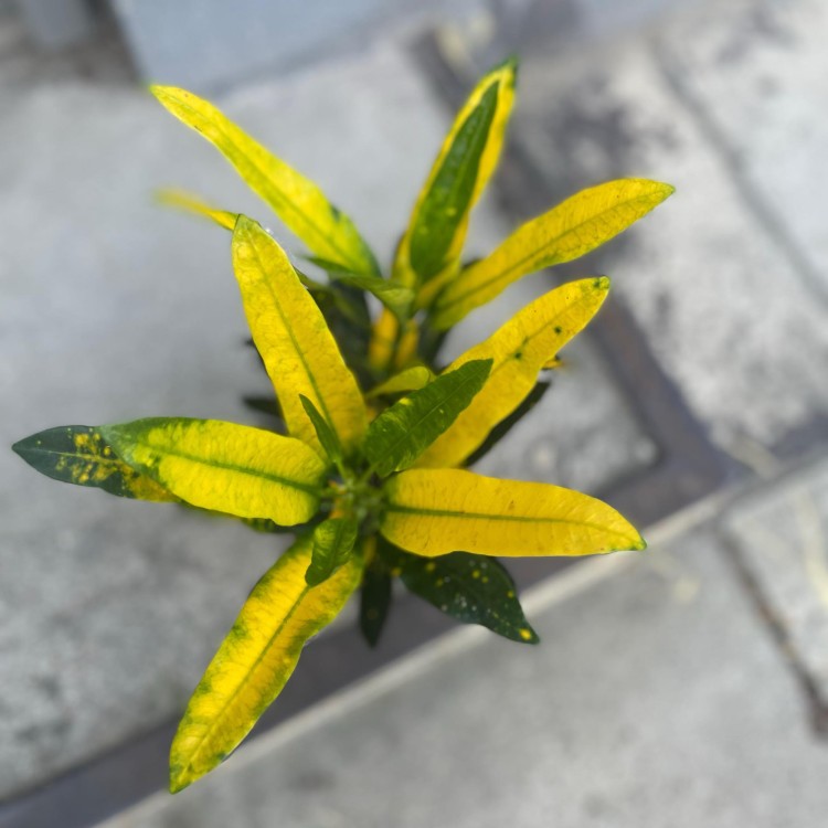 kroton Codiaeum var. KL 'Sunny Star' (11).jpg