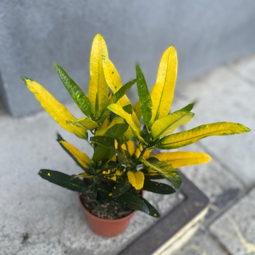 kroton Codiaeum var. KL 'Sunny Star' (9).jpg