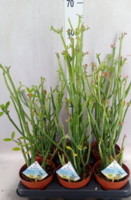 Zrzut ekranu 2024-06-30 095622.png