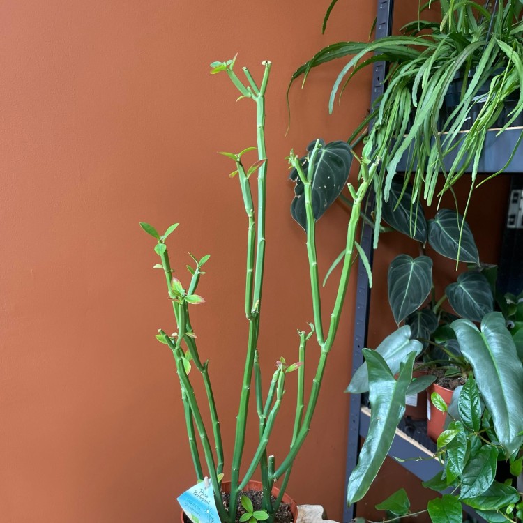 euphorbia phosphorea  (1).jpg