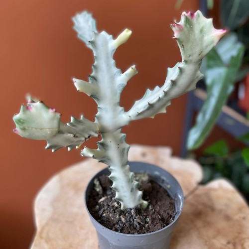 euphorbia white ghost  wilczomlecz (2).jpg