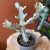 euphorbia white ghost  wilczomlecz (2).jpg