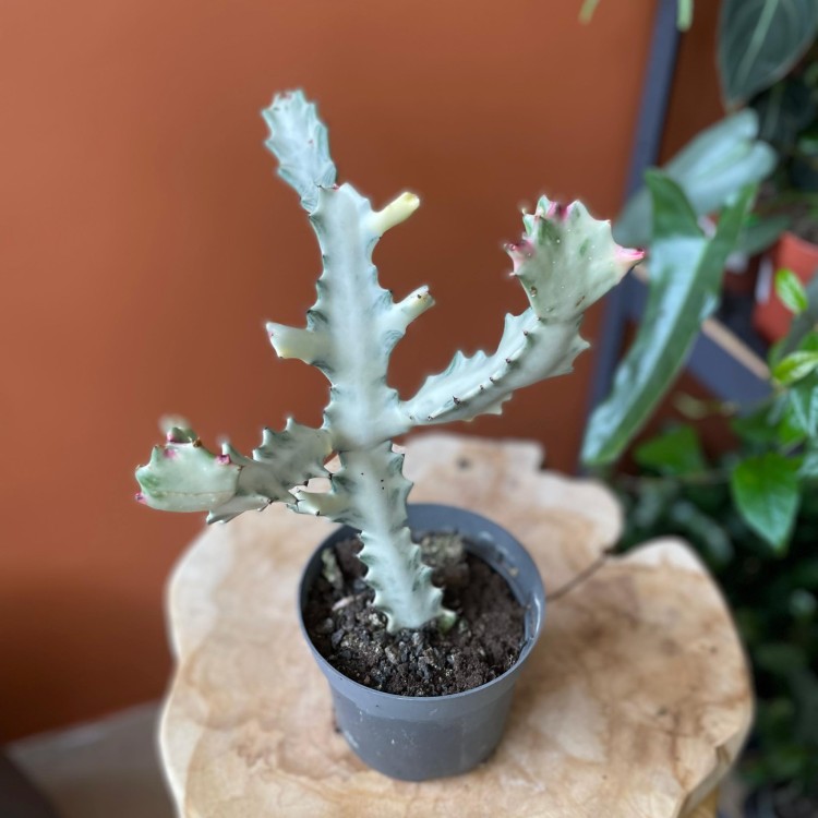 euphorbia white ghost  wilczomlecz (3).jpg