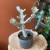 euphorbia white ghost  wilczomlecz (4).jpg