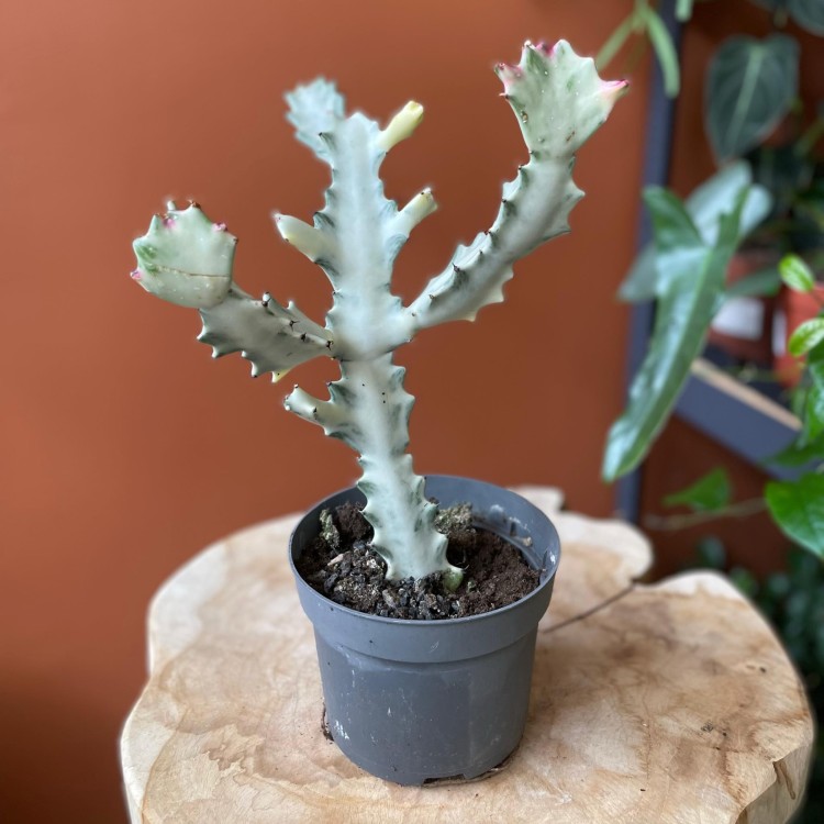 euphorbia white ghost  wilczomlecz (5).jpg