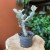 euphorbia white ghost  wilczomlecz (6).jpg