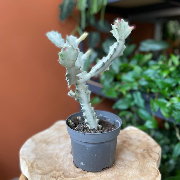 euphorbia white ghost  wilczomlecz (6).jpg