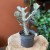 euphorbia white ghost  wilczomlecz (1).jpg